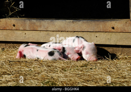 Stock Foto von Neugeborenen Gloucester alten Ort Ferkeln. Stockfoto