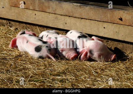 Stock Foto von Neugeborenen Gloucester alten Ort Ferkeln. Stockfoto