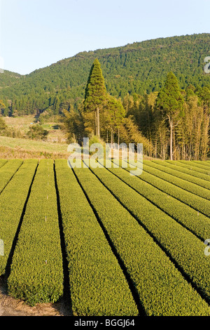 Teeplantage, Kyushu, Japan Stockfoto