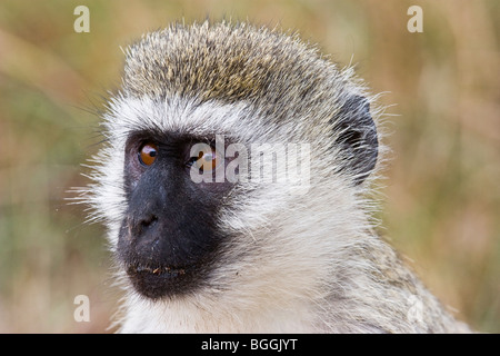 Vervet Affen Stockfoto