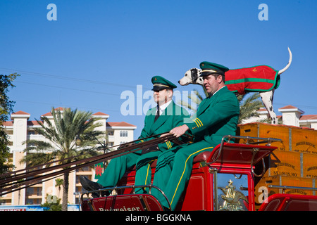 Dalmatiner und Fahrer von Budweiser Clydesdale-Pferde und Bier Wagen auf Venedig Avenue in Venice Florida Stockfoto