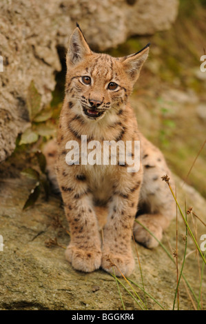 Young-Luchs (Lynx Lynx) sitzt auf Fels, Bayerischer Wald, Deutschland, Vorderansicht Stockfoto