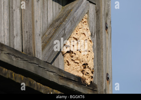 Hornissen nisten (Vespa Crabro) auf Holzgebäude, Bayern, Deutschland Stockfoto