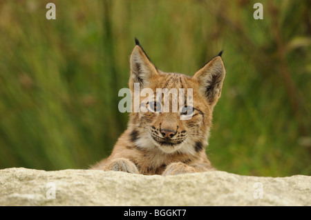 Young-Luchs (Lynx Lynx) liegen auf Felsen, Bayerischer Wald, Deutschland, Vorderansicht Stockfoto