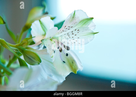 Peruanische Lilie oder Lilie der Inkas (Alstroemeria) in der Nähe des Schiffs-Fenster Stockfoto