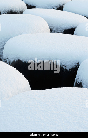 Schnee-Pints. Ballen Heu eingewickelt in schwarzem Kunststoff abgedeckt im Schnee aussehen Pints Guinness, Slane, Co.Meath, Irland Stockfoto