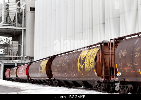 Canadian Pacific (CP) Waggons sind vor der Bunge Getreidesilos in Québec (Stadt) abgebildet. Stockfoto