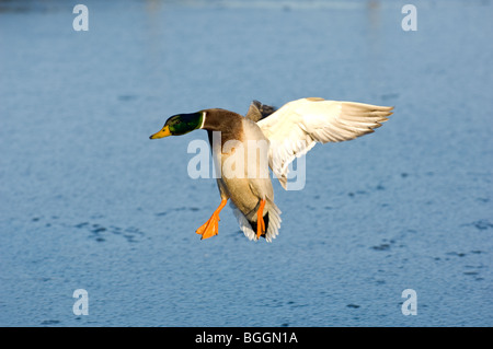 Männlichen Erwachsenen Stockenten, die Landung auf einem See Stockfoto