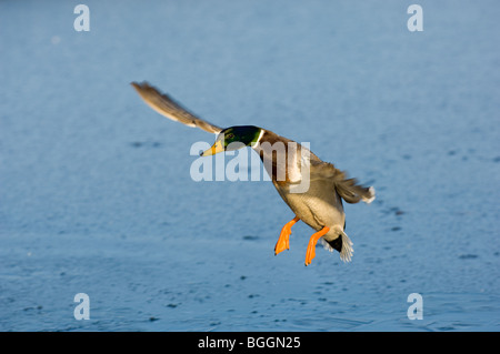 Männlichen Erwachsenen Stockenten, die Landung auf einem See Stockfoto