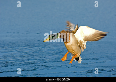 Männlichen Erwachsenen Stockenten, die Landung auf einem See Stockfoto