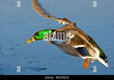 Männlichen Erwachsenen Stockenten, die Landung auf einem See Stockfoto