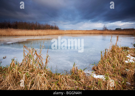 Ein Gefrorener Teich mit einem Patch von Schilf im Vordergrund auf einem kalten Wintermorgen Stockfoto