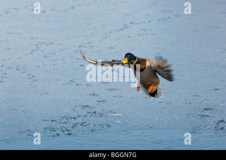 Männlichen Erwachsenen Stockenten, die Landung auf einem zugefrorenen See Stockfoto