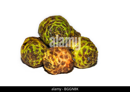 Morinda citrifolia (allgemein bekannt als große Morinda, Indische Maulbeere, Strand Mulberry, Tahitian Noni, Käse, Obst, oder Noni) auf weißem Hintergrund Stockfoto