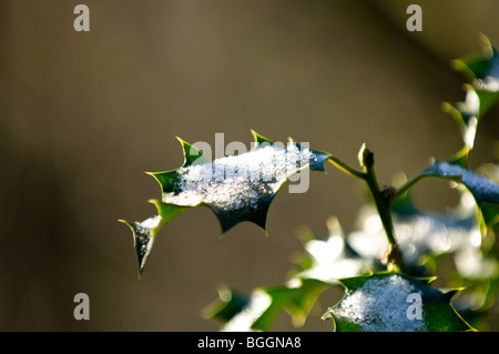 Stechpalme Ilex Aquifolium verlässt mit einer Schicht Neuschnee. Stockfoto