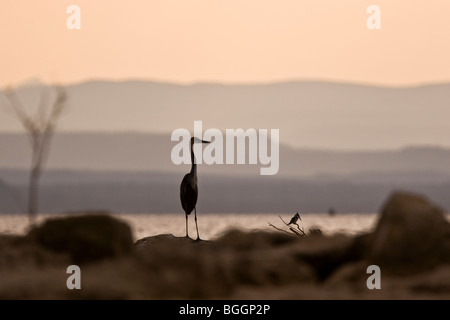 Goliath Reiher und Trauerschnäpper Kingfisher, Lake Baringo, Kenia Stockfoto