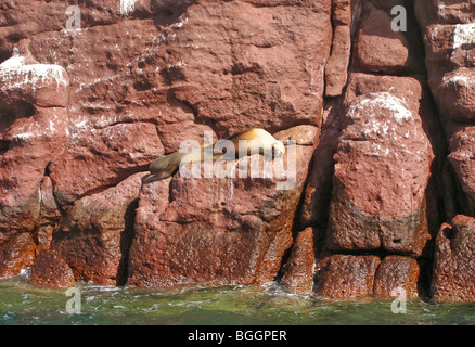 Seelöwen-Mutter und Welpe (Zalophus Californianus) bei Los Islotes Inseln nördlich von La Paz, Sea of Cortez, Baja California, Mexiko Stockfoto