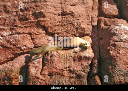 Seelöwen-Mutter und Welpe (Zalophus Californianus) bei Los Islotes Inseln nördlich von La Paz, Sea of Cortez, Baja California, Mexiko Stockfoto