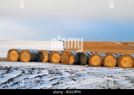 Eine Lagerung von Heuballen in Patchwork-Felder des Schnees. Stockfoto