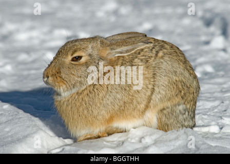 Östlichen Cottontail (Sylvilagus Floridanus) im Winterschnee, Colorado uns Stockfoto