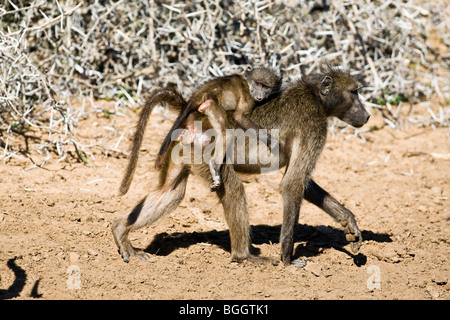 Pavian-Mutter und baby Stockfoto