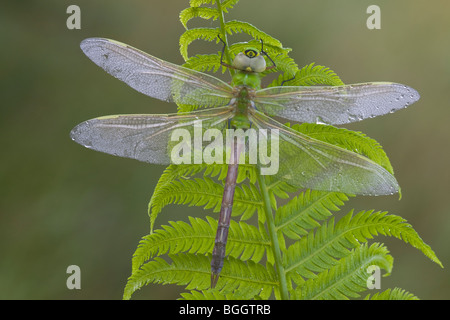 Taufrische grünes Darner ruht auf Farn Blatt. Stockfoto