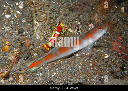 Flag-Tail Shrimpgoby, Amblyeleotris Yanoi und Randall Garnelen, Alpheus Randalli. Stockfoto