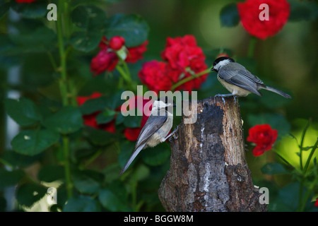 Zwei Carolina Chickadee(s) ernähren sich von einem Baum stumpf mit roten Rosen im Hintergrund Stockfoto