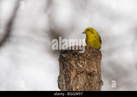 Schnäpperrohrsänger sitzt auf einem Baumstumpf (Dendroica Petechia) Stockfoto