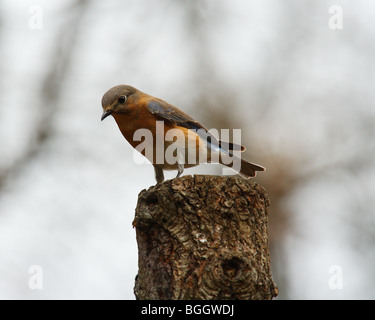 Männliche Bluebird sitzt auf einem Baumstumpf Fütterung Stockfoto