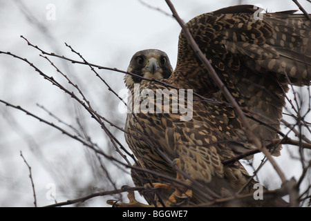 North American Hawk scouting für Beute von einem blattlosen Baum im Winter. Stockfoto