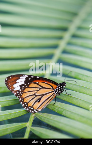 Danaus genutia. Gestreifte Tiger Butterfly/Gemeinsame Tiger Butterfly ruht auf einem Palm Leaf in der indischen Landschaft. Indien Stockfoto