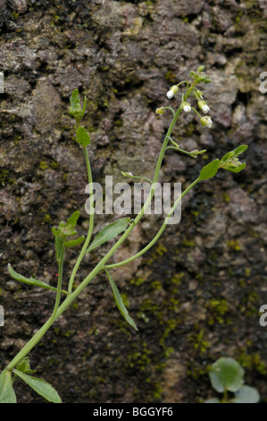 Ackerschmalwand Arabidopsis thaliana Stockfoto