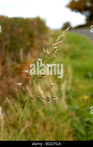 Falsche Hafergras, Arrhenatherum elatius Stockfoto