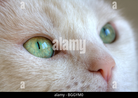 HDR-Closeup weißen Katze Stockfoto