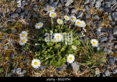 Gänseblümchen, Bellis perennis Stockfoto