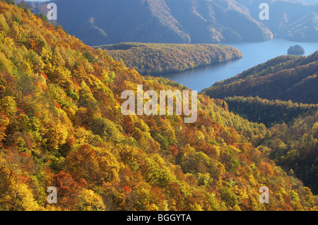 Herbstliche Blätter im Wald, Kitashiobara - Sohn, Präfektur Fukushima, Japan Stockfoto