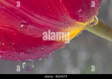 Tulpe mit Wasser Drop Shot im Studio hautnah Stockfoto