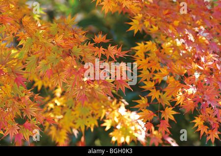 Zweige im Herbst die Blätter fallen, Stockfoto
