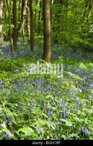 Bluebell Blumen Hyacinthoides Nonscripta wachsen im Frühling Woodland, Sheffield, England Stockfoto