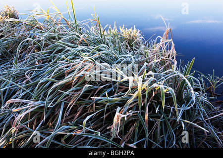 Ein Flussufer in Raureif River Lea Hertford Hertfordshire England UK Stockfoto