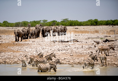 Elefanten herum und nahenden Okaukuejo Wasserloch, Etosha Nationalpark, Namibia. Stockfoto