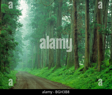 Nebel im Wald, Nikko, Präfektur Tochigi, Japan Stockfoto