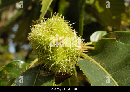 Sweet Chestnut, Castanea Sativa, Früchte Stockfoto