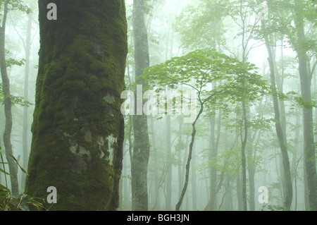 Misty Buchenwälder, Präfektur Fukushima, Japan Stockfoto