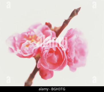 Pfirsich Blüten Stockfoto