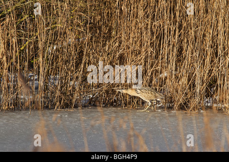 Rohrdommel zu Fuß auf dem Eis vor Schilf am Shapwick Heath, Somerset. Stockfoto