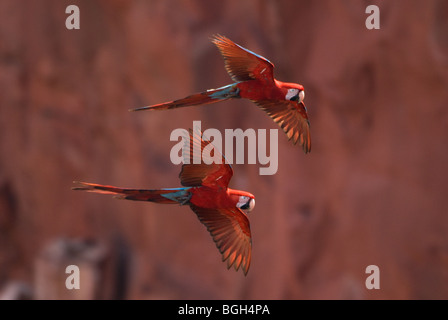 Rot-Grüne Aras im Flug Stockfoto