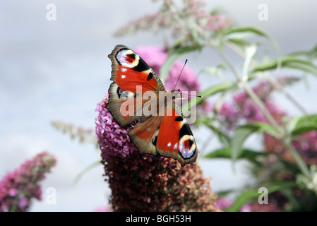 Der rote Admiral oder Vanessa Atalanta (früher auch bekannt als Pyrameis Atalanta) ist ein bekannter bunten Schmetterling. Stockfoto