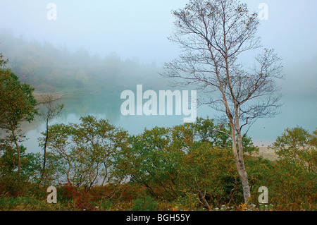 Umgeben von Bäumen, Kusatsu-machi, Präfektur Gumma, Japan Stockfoto